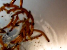 Sexy Girls Step On Worms