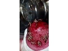 Maggots In Bloody Hole