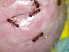 Little Ants on my Cock