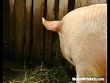 Brunette Lady Farmer Hairy Pussy Barn Fucked