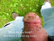 Mosquitos Biting Cock