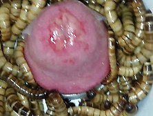 Superworm Rim Rape,  Day 4,  Rape 2