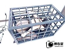 Pet girl in cage 29