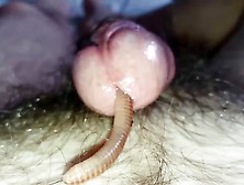 Worm Video 282