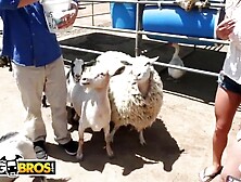 Sexy Pornstars Invade Famous Zoo & Fuck Zookeeper