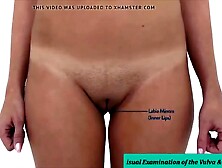 Real Female Anatomy - Visual Investigation of the Vulva 1