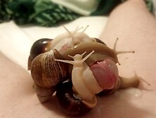 Huge Snails Dominate And Milk My Cock Completely