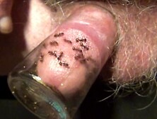 Ants Eating My Cock