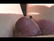 Fly Checking Out Tiny Dick