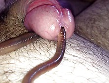 Worm Video 175