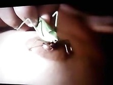 GRASSHOPPER - GAFANHOTO