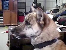 Ultimate Pet Tease - funny!
