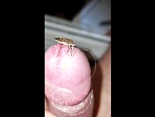 Bug Exploring My Cock 4