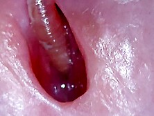 Worm teases me before entering