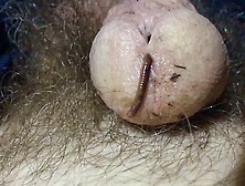 Worm going into Cock