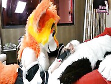 Furry Sex Creampie Hentaimegaworld. Com