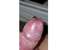 Bug Exploring My Cock 2