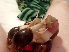Giant African Snails Suck My Penis And Make Me Cum