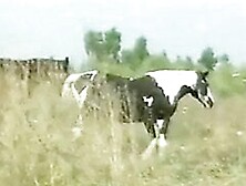 La Lecon de Musique (1997)