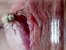 Gorgojo 3, aprendiendo a picarme la polla