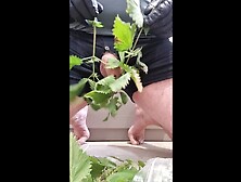 Stinging Nettles Cock Torture