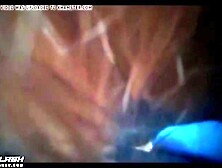 Arrimon Encoxada Gatomon