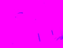 I tickle frenulum with my tongue and do oral pleasure,  cum in my throat a lot of cum and groans.  ASMR