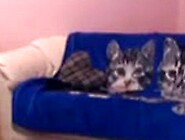 Indian BBW shows her huge tits and hairy cunt online