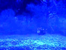 "The Honey Killer" (2018)