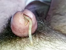 Worm Video 281