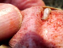 burrowing maggot enjoys my cock meat