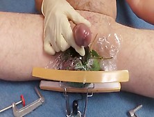 Stinging Nettle Torture Cumshot With Ballpress