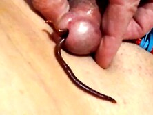 8+ Mins of cock fucking by 2 lovly worms - 6210~16