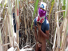 Field Full Of Greenery And Today Its Was Fun - Sugar Cane