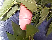 Stinging Nettles Cock Torture