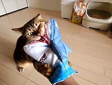 Pussycat playing in costume are the ultimate and perfect idols.  OSHI NO KO ASIAN CARTOON