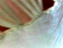 spy maid no panty, trasparency