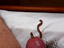 Worm Video 6