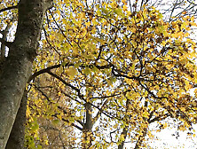 Sexy old bitch Lisa having a hard core threesome and DP