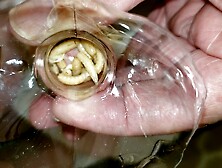 First try with maggots