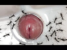 Hungry ants eats dick