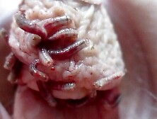 Maggots fighting for access to nail holes in cock
