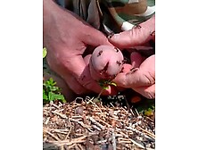 Summer has come,  the ants are in a hurry.