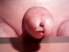 Maggot In My Cock