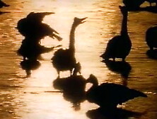 Homo Erectus (1996) directed Joe DAmato