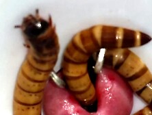 Superworm finds the hole