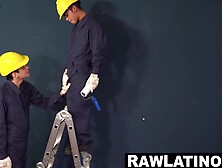 Latinos Glenn and Swann breed quickly when alone