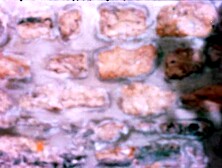 The Shiver of The Vampire Ritual