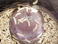 Maggots Invading My Subincised Cock 2