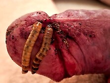 Daily Superworm Feeding